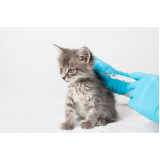 aplicação de vacina para filhote de gato Carambeí