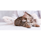 aplicação de vacina para gato v4 Pugas de Cima