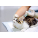 aplicação de vacina raiva gato Florestal