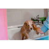 banho e tosa para cachorro telefone Cara-cara