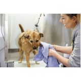 banho e tosa para cachorro Órfãs