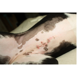 castração de cachorro macho marcar Cara-cara