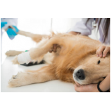 castração em cachorro clínica Florestal