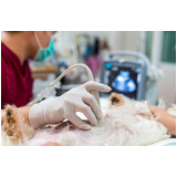 cirurgia de castração cachorro macho Jaguariaíva