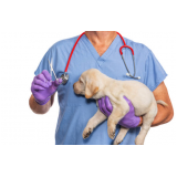 cirurgia de castração cachorro Chapada