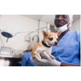 cirurgia de castração de cachorra fêmea Uvaia