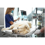cirurgia de castração de cachorro agendar Santa Cruz