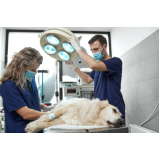 cirurgia de castração de cachorro Jardim Carvalho