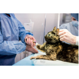 cirurgia de castração para gatos agendar Lontrão