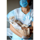 cirurgia de castração para gatos Taquaia