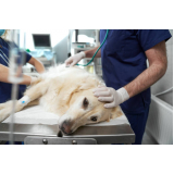 cirurgia de patela em cachorro agendar Conceição