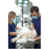 cirurgia de patela em cachorro Jardim Carvalho