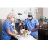 Cirurgia para Cães e Gatos