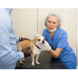 cirurgia para cães e gatos marcar Catanduvas de Dentro