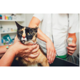 cirurgia para gatos agendar Carambeí