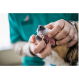 clínica com atendimento veterinário Biscaia