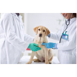 clínica de cachorro 24 horas endereço Encruzilhada