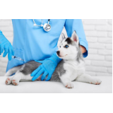 clínica especialista em vacina contra leishmaniose canina Fernandes Pinheiro