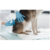 clínica especialista em vacina da raiva cachorro Contorno