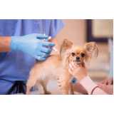 clínica especialista em vacina de filhote de cachorro São Brás