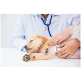 clínica especializada em dermatologista de cachorro Abapã