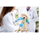 clínica especializada em dermatologista para cachorro Boa Vista