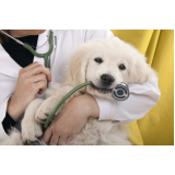 clínica especializada em dermatologista para pet Taquaia