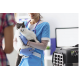clínica especializada em fisioterapia para gatos com problema renal Reserva