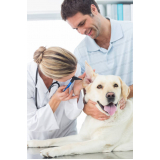 clínica veterinária de cães e gatos telefone Cara-cara