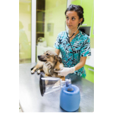 clínica veterinária emergencial telefone Encruzilhada