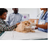 clínica veterinária especializada em cães e gatos telefone Órfãs