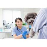 clínica veterinária especializada em cães e gatos Taquaruçu
