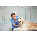 clínica veterinária para cachorro Taquaruçu