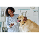 clínica veterinária para cães e gatos telefone Órfãs