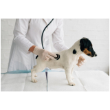clínica veterinária para cães idosos telefone Órfãs