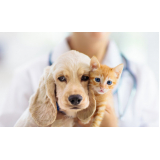 clínica veterinária para cães idosos Fernandes Pinheiro