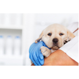 clínica veterinária para cães Guaragi