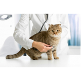 clínica veterinária para gato Castro