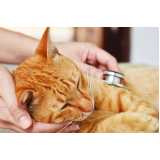 clínica veterinária para gatos idosos Ronda