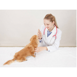 consulta veterinária cachorro agendar Catanduvas de Dentro