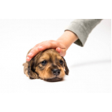 consulta veterinária cachorro Olarias