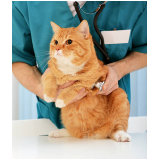 consulta veterinária de gatos agendar Nova Rússia