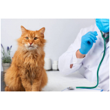 consulta veterinária de gatos marcar Três Pontões