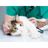 consulta veterinária de gatos Três córregos