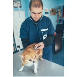 consulta veterinária dermatológica para cachorro agendar Taquaruçu