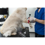 consulta veterinária para animais de estimação Abapã