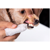 consulta veterinária para cachorro agendar Lontrão