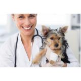consulta veterinária para cachorro marcar Teixeira Soares