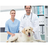 consulta veterinária para cachorro Castro