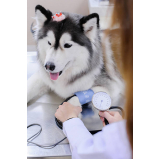 consulta veterinária para cachorros São Luiz